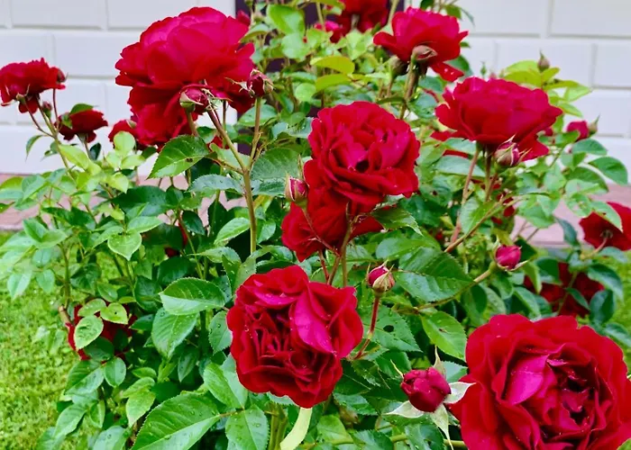 Puhkemaja Helmiloma *